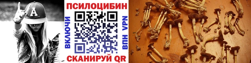 Купить  Нестеров  Псилоцибиновые грибы Psilocybe 